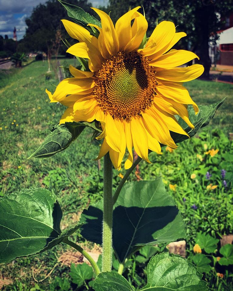 girasol