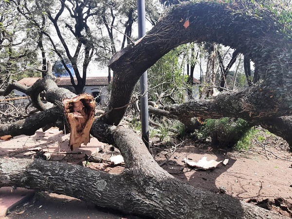 arbolcaidoparque