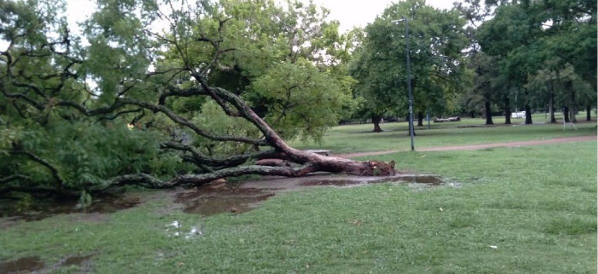 arbol en saavedra