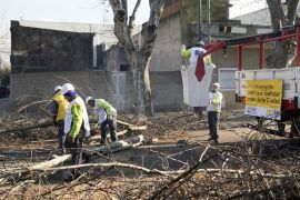 extraccion arboles