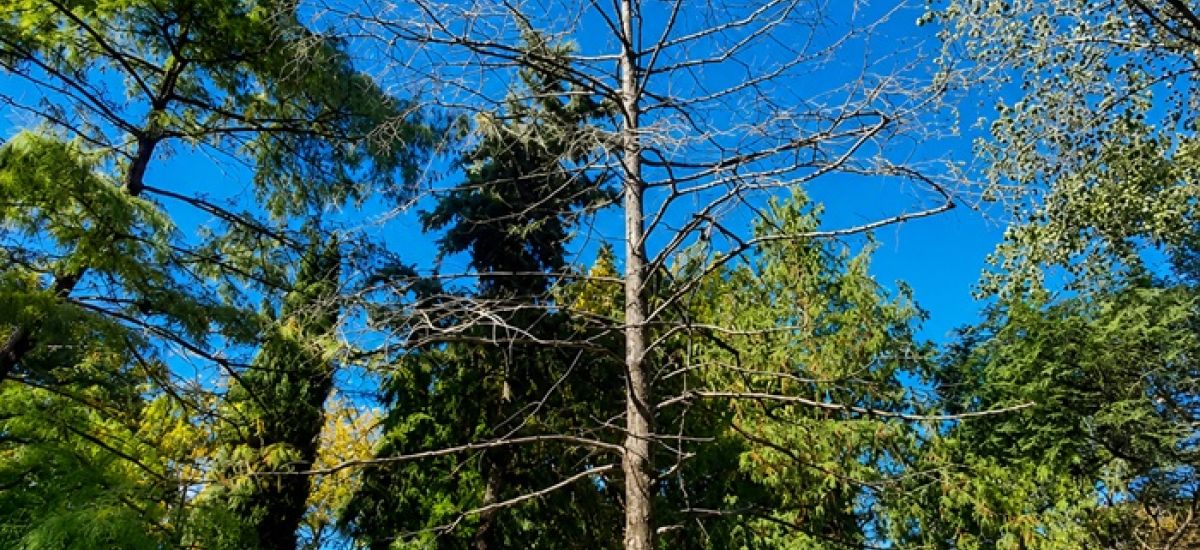 arbol parque