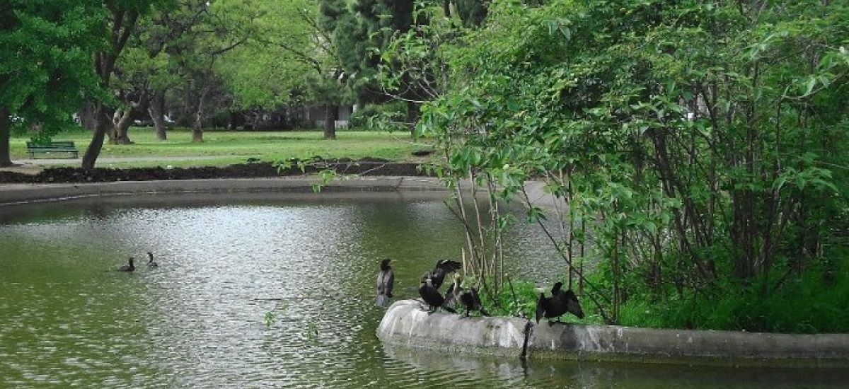 laguna parque gral paz saavedra