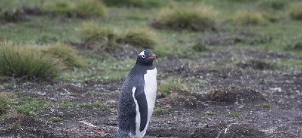 islas malvinas