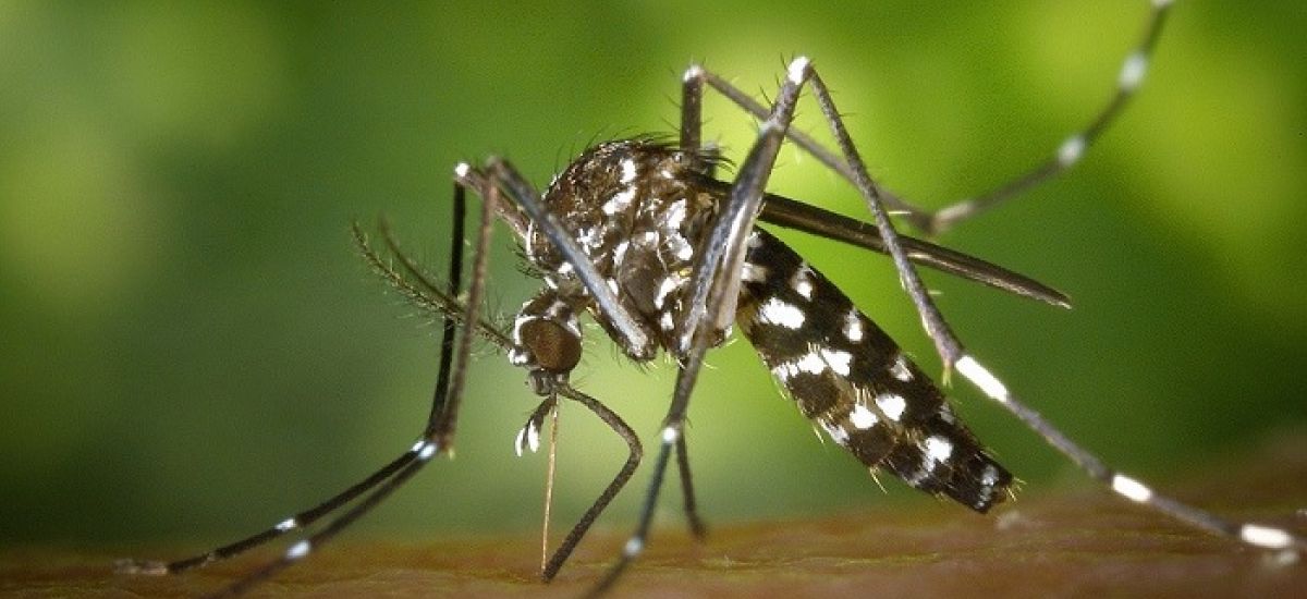 dengue comuna 12