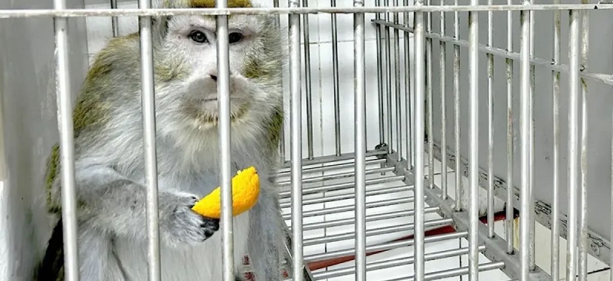 monos cautiverio cemic
