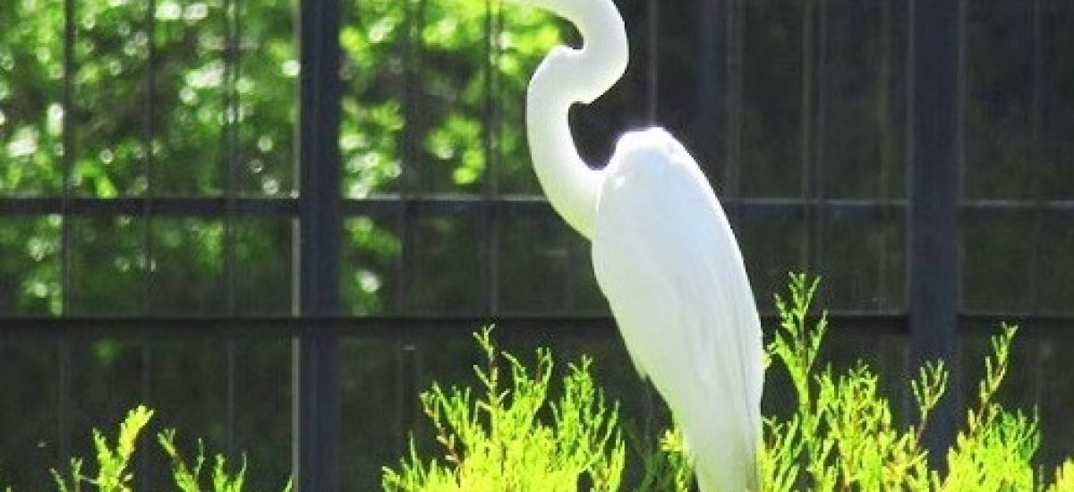 garza parque sarmiento