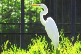 garza parque sarmiento