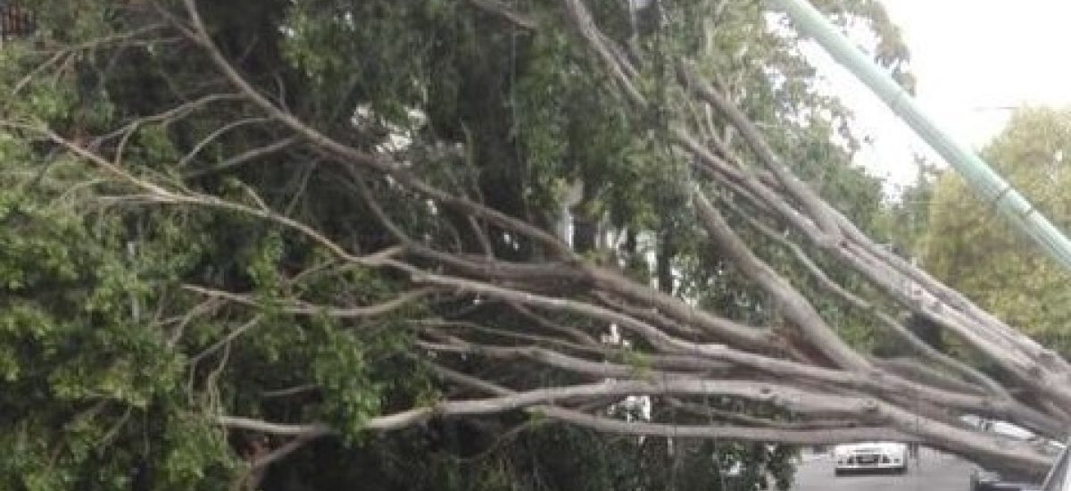 arbol caido