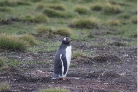 islas malvinas