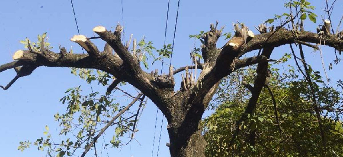 extraccion de arboles