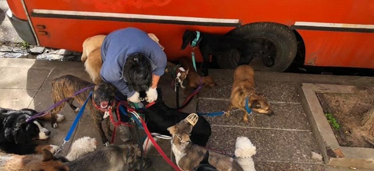 paseadora de perros coghlan