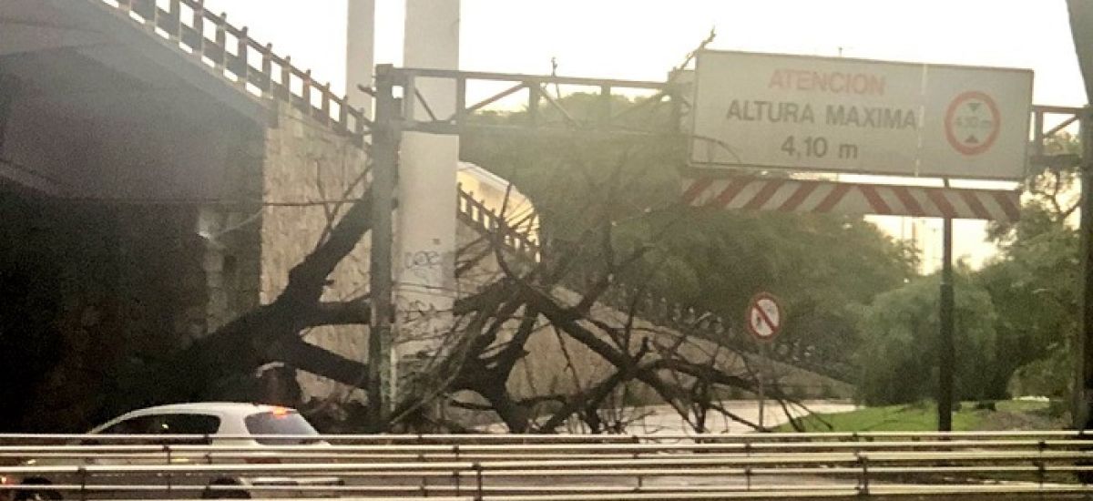 arbol caido puente saavedra