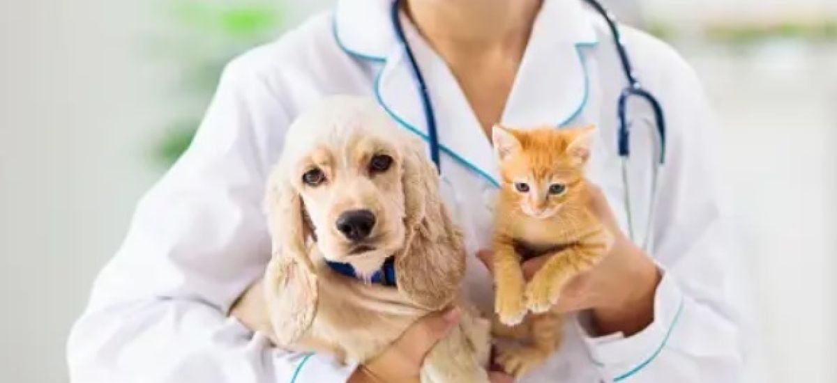 hospital veterinario comuna 12