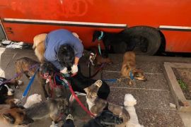 paseadora de perros coghlan