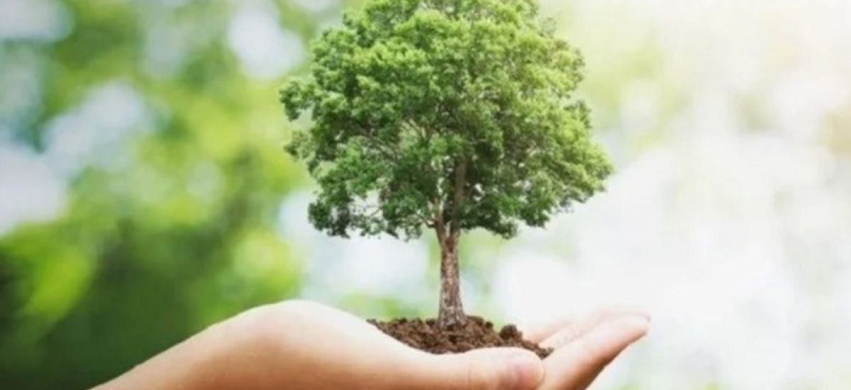 día del arbol