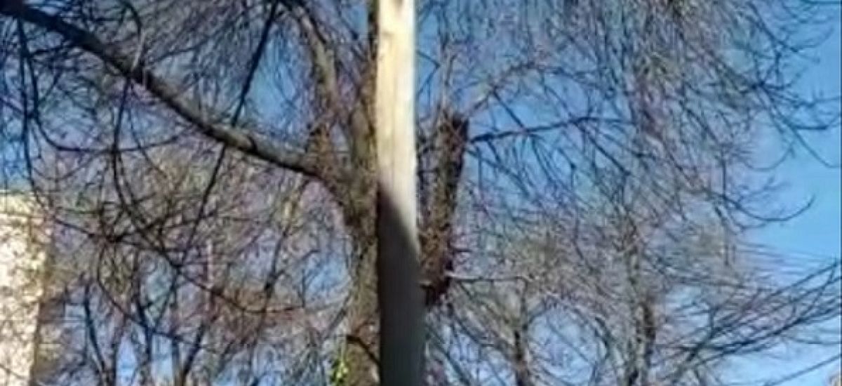 poste edenor