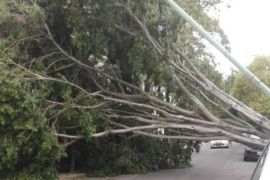 arbol caido