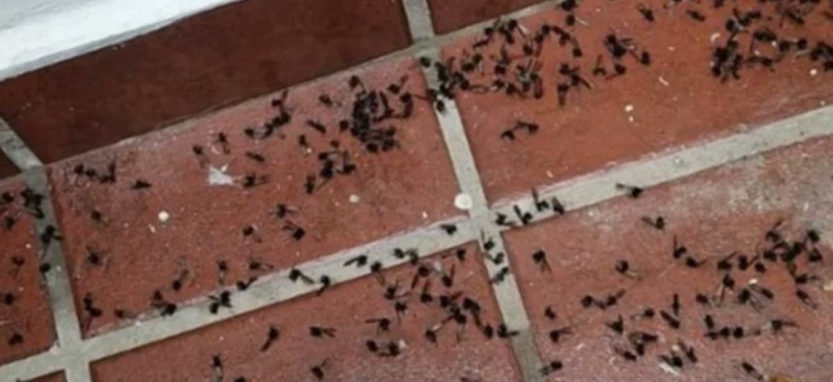hormigas voladoras villa urquiza