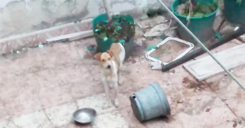 perromaltratado2