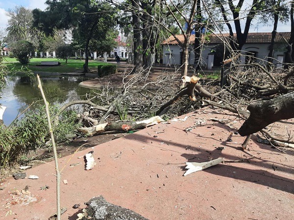 arbolcaidopquegralpaz