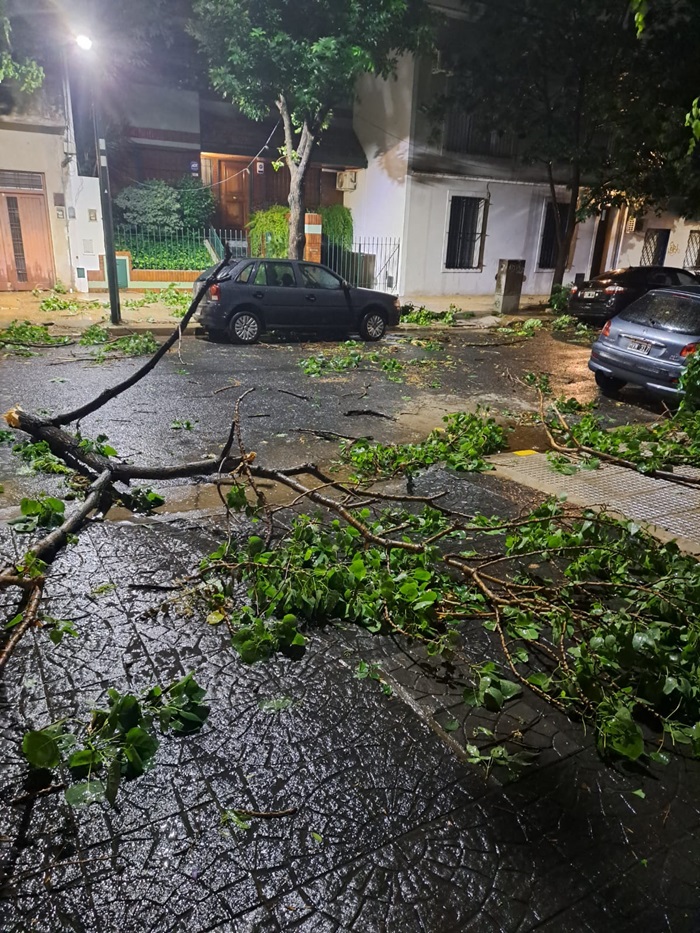 caidaarboles