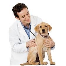 veterinario
