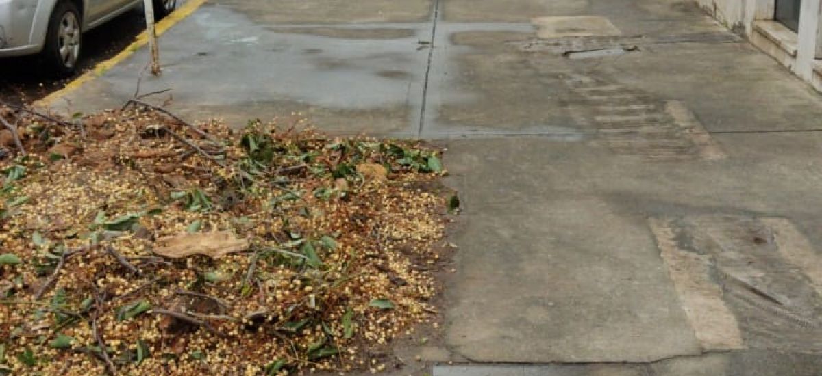 extraccion arbol villa urquiza