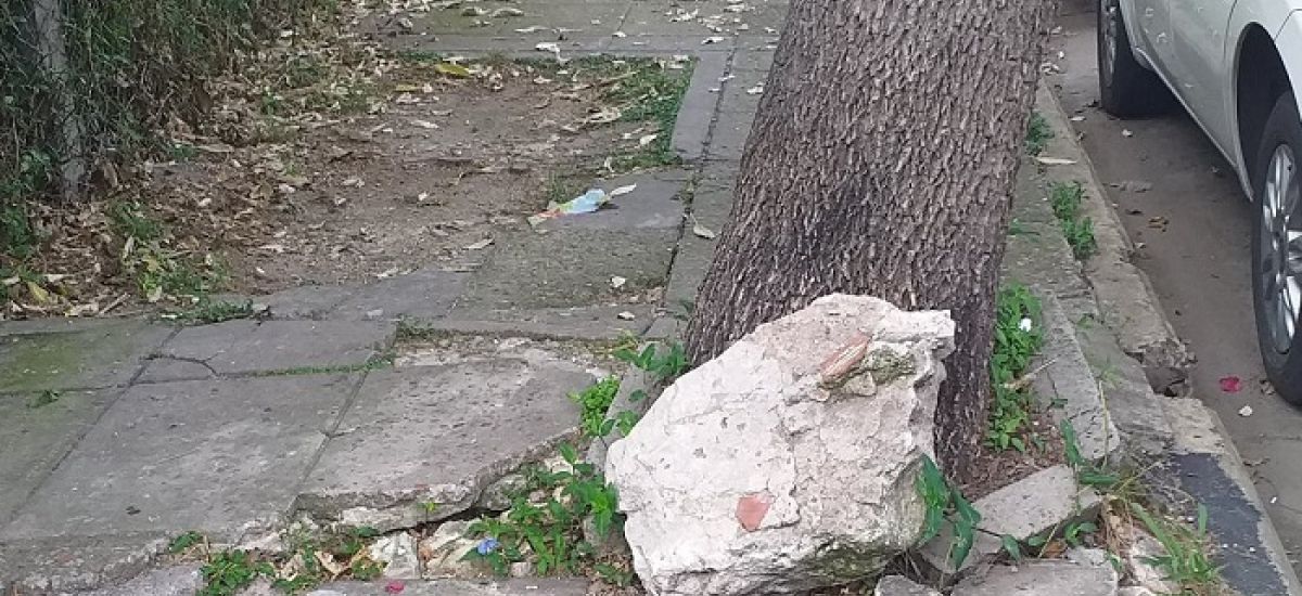 arbol saavedra