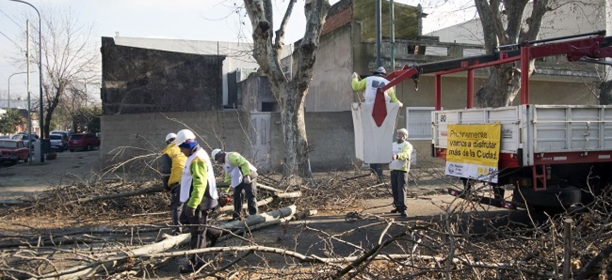 extracciones de arboles