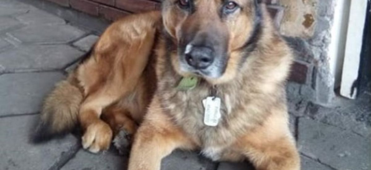 perro bombero saavedra